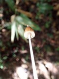 Entoloma dragonosporum image