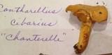Cantharellus formosus image