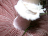 Agaricus californicus image