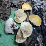 Crepidotus crocophyllus image