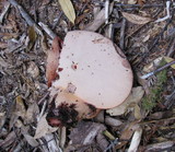 Fistulina hepatica image