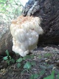 Hericium americanum image