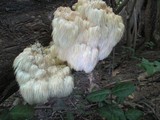 Hericium americanum image