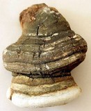 Fomitopsis officinalis image