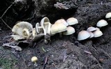 Hypholoma subviride image