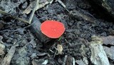 Sarcoscypha occidentalis image