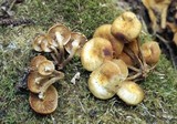 Kuehneromyces lignicola image