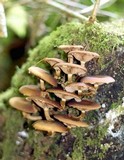 Kuehneromyces lignicola image