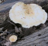 Bresadolia craterella image