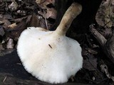 Bresadolia craterella image