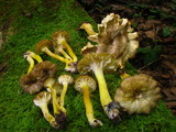 Hygrocybe caespitosa image