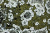 Caloplaca citrina image