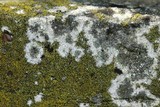 Caloplaca citrina image