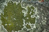 Caloplaca citrina image