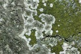 Caloplaca citrina image