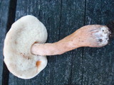 Gyroporus castaneus image