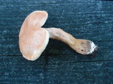 Gyroporus castaneus image