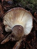 Tapinella atrotomentosa image