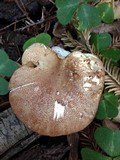 Tapinella atrotomentosa image
