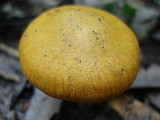 Cortinarius semisanguineus image