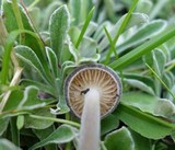 Paraxerula americana image
