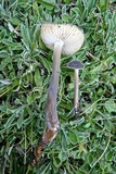 Paraxerula americana image