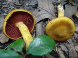 Cortinarius semisanguineus image