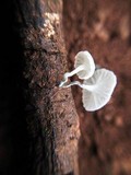 Tetrapyrgos nigripes image
