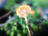 Rickenella fibula image