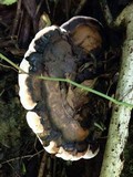 Ganoderma lobatum image