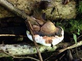 Ganoderma lobatum image