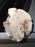 Ganoderma lobatum image