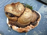 Ganoderma lobatum image