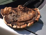 Ganoderma lobatum image