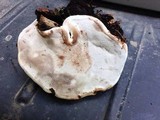 Ganoderma lobatum image