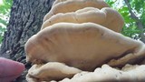 Perenniporia robiniophila image