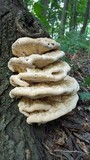 Perenniporia robiniophila image