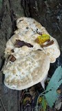 Perenniporia robiniophila image