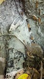 Perenniporia robiniophila image