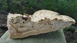 Perenniporia robiniophila image