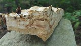 Perenniporia robiniophila image