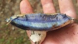 Gyroporus cyanescens var. violaceotinctus image