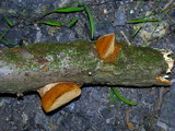 Inocutis dryophila image