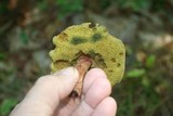 Boletellus chrysenteroides image