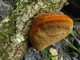Inocutis dryophila image