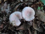 Lactarius subpurpureus image