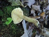 Tricholoma fulvum image