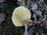 Tricholoma fulvum image