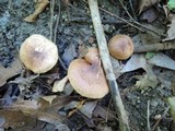 Tricholoma fulvum image