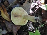 Tricholoma fulvum image